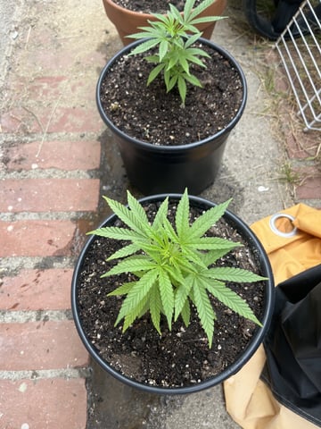 3masketeers — vegetative, day 6