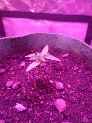First autos  — seedling_rooting, day 12