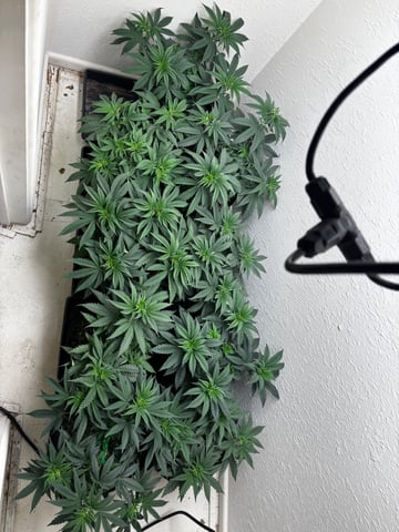 Outdoor Grow — vegetative, day 40