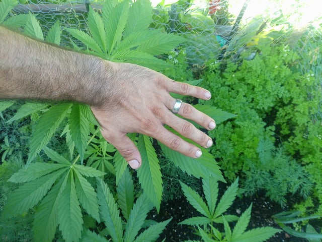 2025 grow — vegetative, day 1