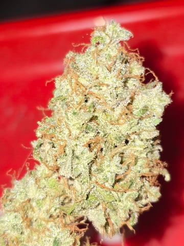 3rd Auto Grow — grow_setup, day 7