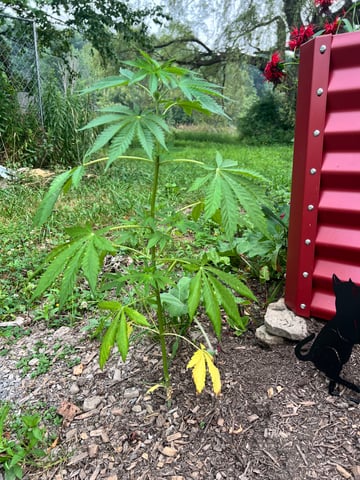 Banjo (Adam’s Plant) — vegetative, day 15