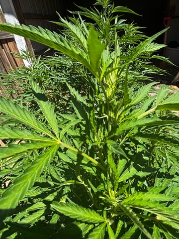 Outdoor Grow — flower, day 127