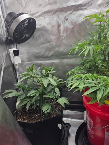 First Grow — vegetative, day 11