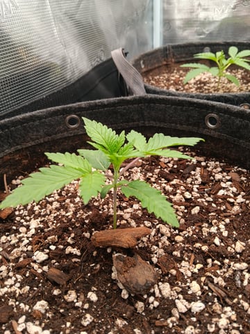 HP CC — vegetative, day 21