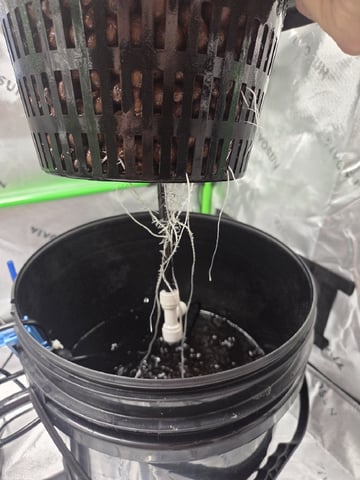 Northern Lights / Banana Kush — flower, day 36