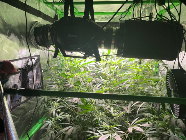 tent grow — flower, day 28
