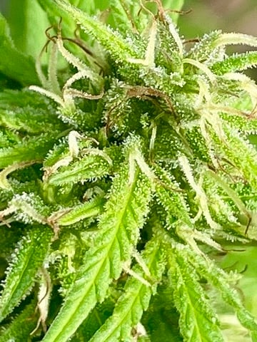 any help suggestions welcome — flower, day 25