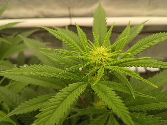 FastBuds Photo-Lemon Mandarin  — flower, day 98