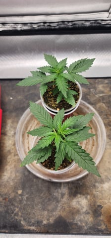 El Chemi Kiwi autoflower  — vegetative, day 15