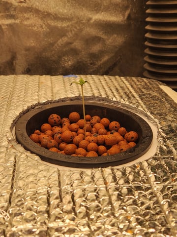 Wedding Cake Auto