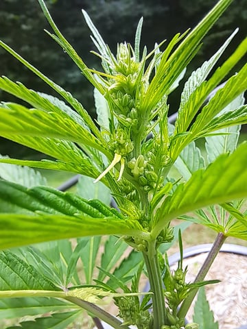 Bucket List Grow #2 — flower, day 58