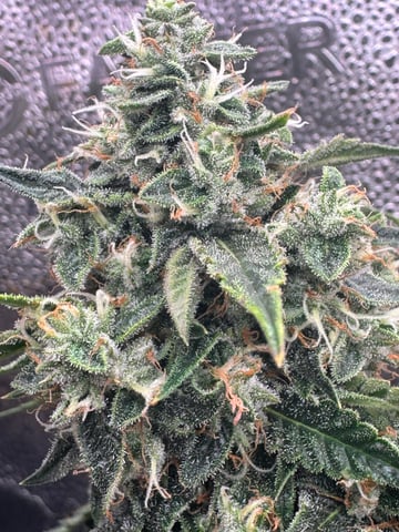 Do-si-doe — flower, day 42