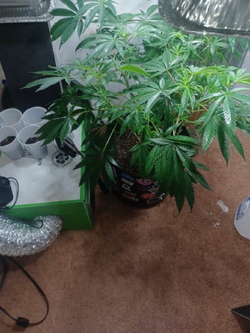 Poor Ivory — vegetative, day 99