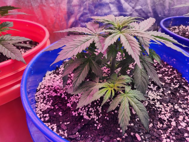 Grow 1Zkittles OGx2 & PEx1 — vegetative, day 29