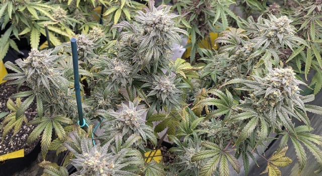 Mixed Grow — flower, day 111