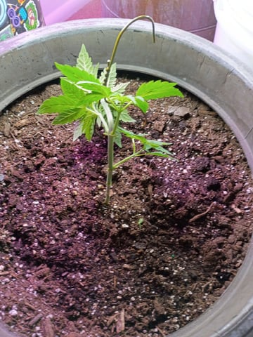 Round Deuce  — vegetative, day 36