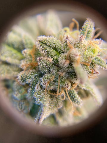 Gelat.Og — flower, day 1