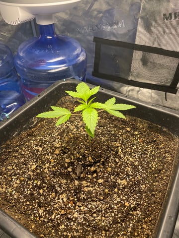 ripleys og — vegetative, day 21