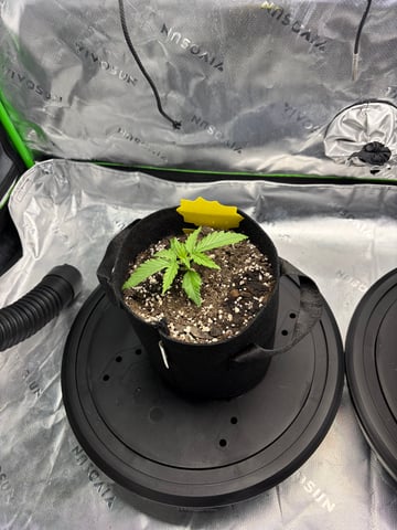 Fall 2025 Grow — vegetative, day 16