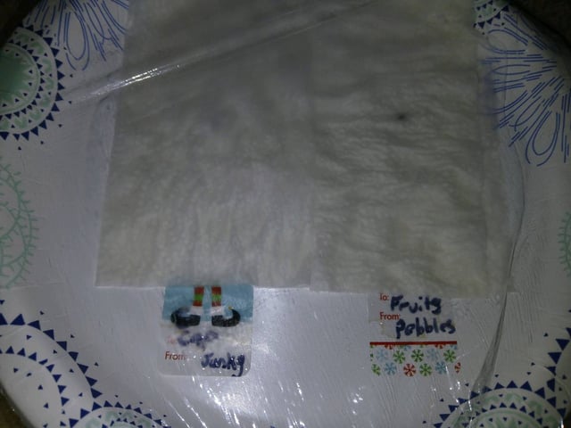 fruity pebbles, cap junky — germination, day 9