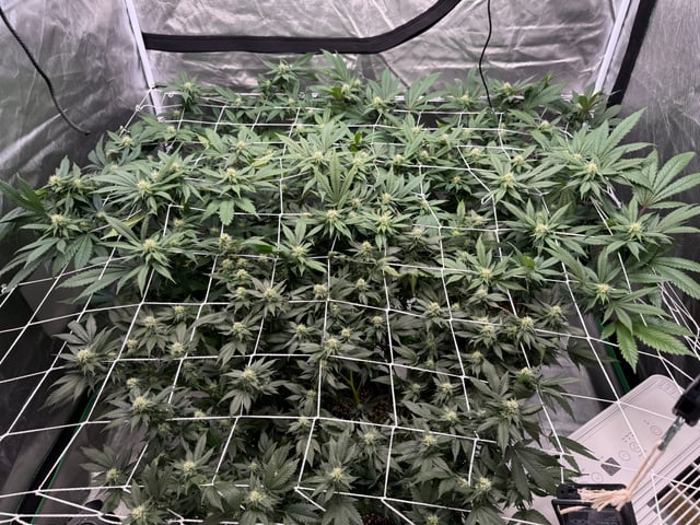 Green Gelato — flower, day 75