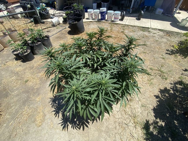 Solfire Gardens Grow — flower, day 109