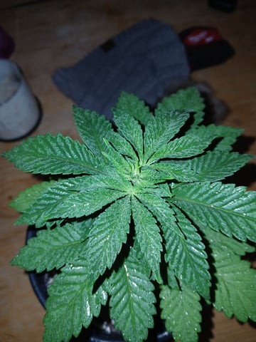 CountryG  — seedling_rooting, day 32