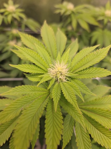 new bee's  — vegetative, day 2