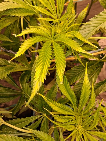 Blueberry OG Kush — flower, day 2