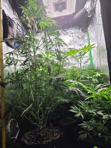 Special Kush#1 and Purple Queen Auto  — vegetative, day 53