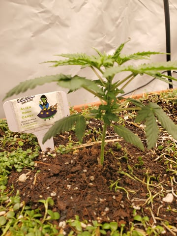 Alien Rock Candy & Grape Deebo — vegetative, day 25