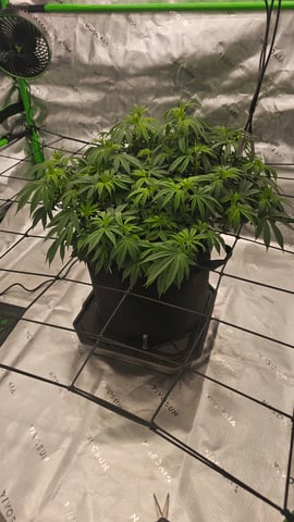 first grow — flower, day 66