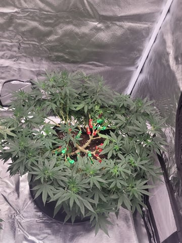 chemdog  — vegetative, day 67