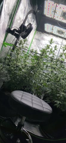SGC And GWS Clones — flower, day 28