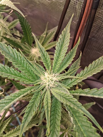Blueberry OG Kush — flower, day 10