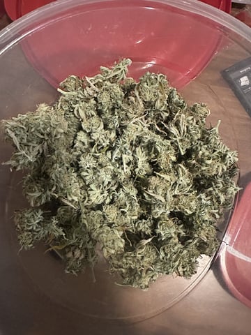 Pine (Auto) 2025 - 0 — done, day 83