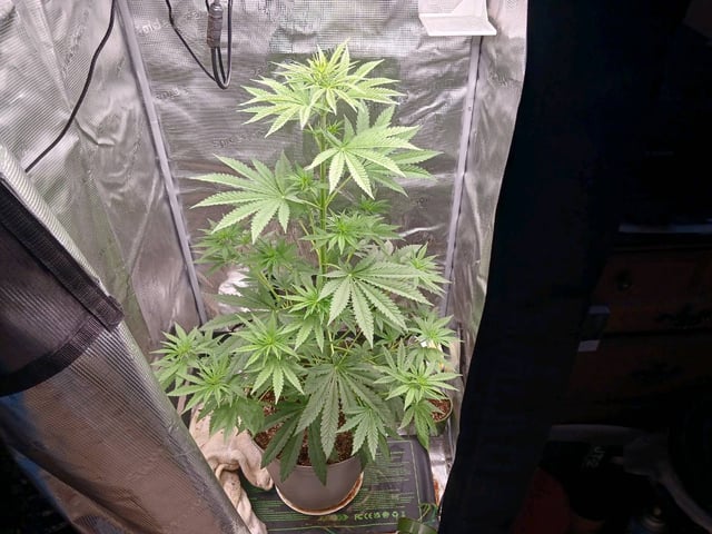4th grow  — flower, day 164