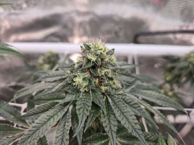 Grow 3 — flower, day 51