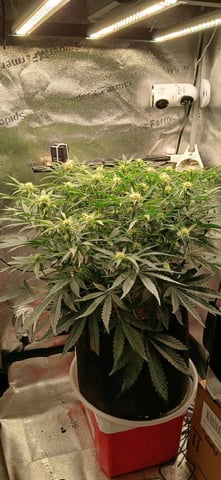 newest ggs setup grow — flower, day 49