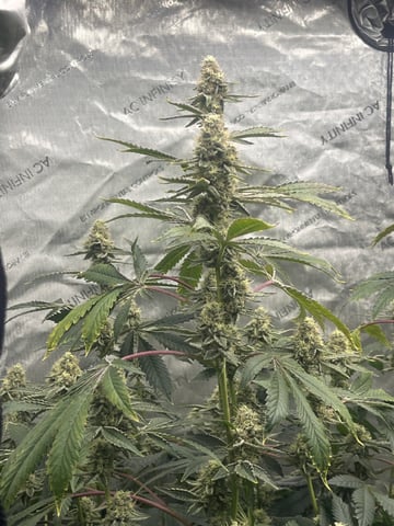 The Bling  — flower, day 120