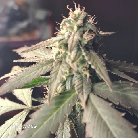 First Lagit Grow — none, day 38