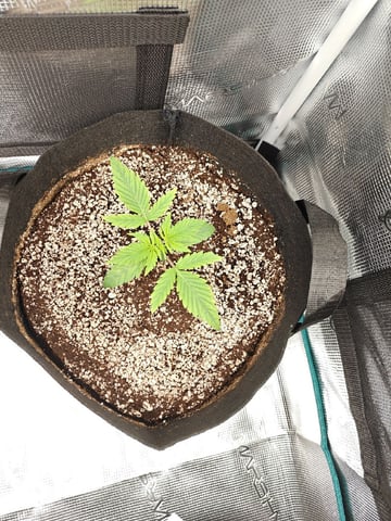 Best Autoflowers  — seedling_rooting, day 2