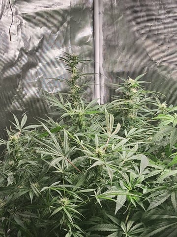 My Girls — flower, day 42