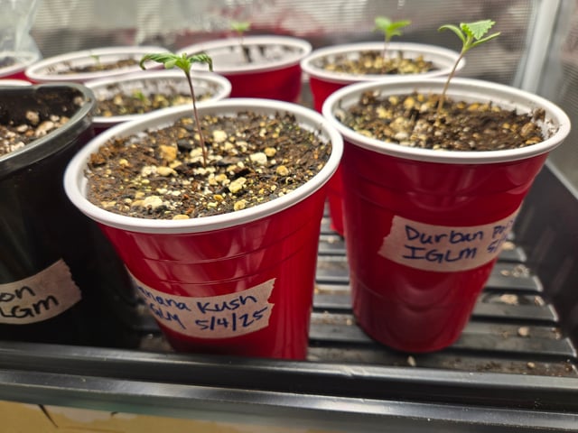 Banana Kush / Durban Poison / C99-Riddle OG — seedling_rooting, day 1