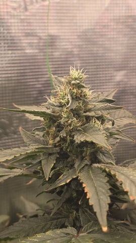 Purple Haze