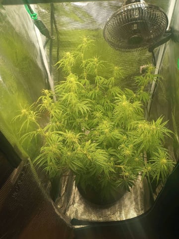 White Widow XXL Auto — flower, day 52