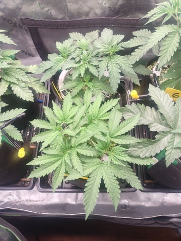 Mainely Genetics Micro Pheno Hunt