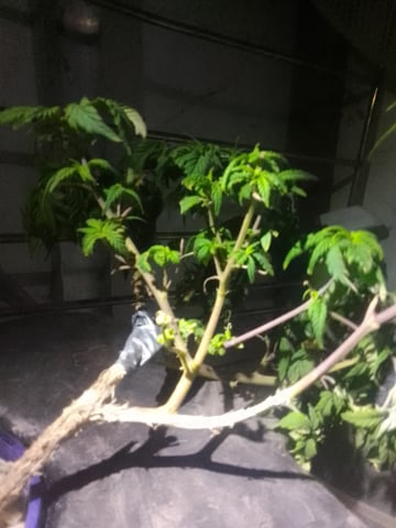 If it's Loose it's got to be a Unicorn.. — vegetative, day 3