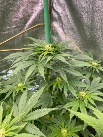 The White X Run Away Bride #3 — flower, day 63